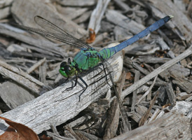 Eastern Pondhawk